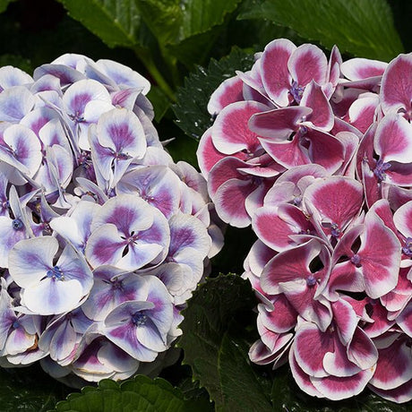 Cityline&reg; Mars Bigleaf Hydrangea