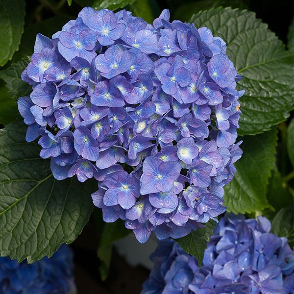 Cityline&reg; Rio Bigleaf Hydrangea