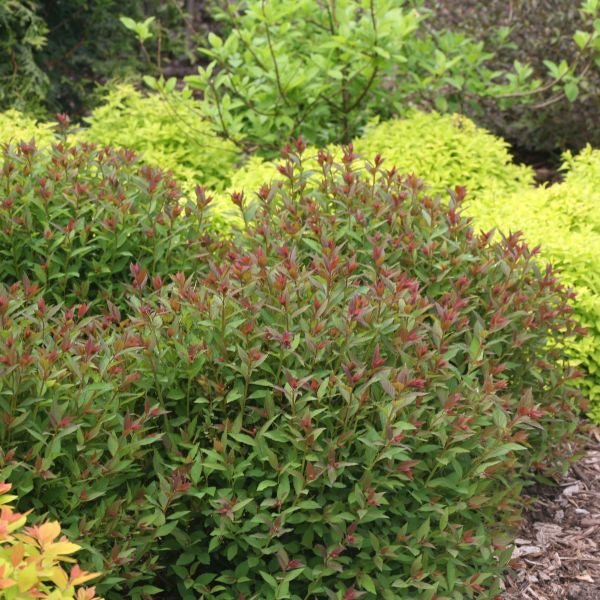 Proven Winners? Color Choice? Double Play? Artisan? Spiraea
