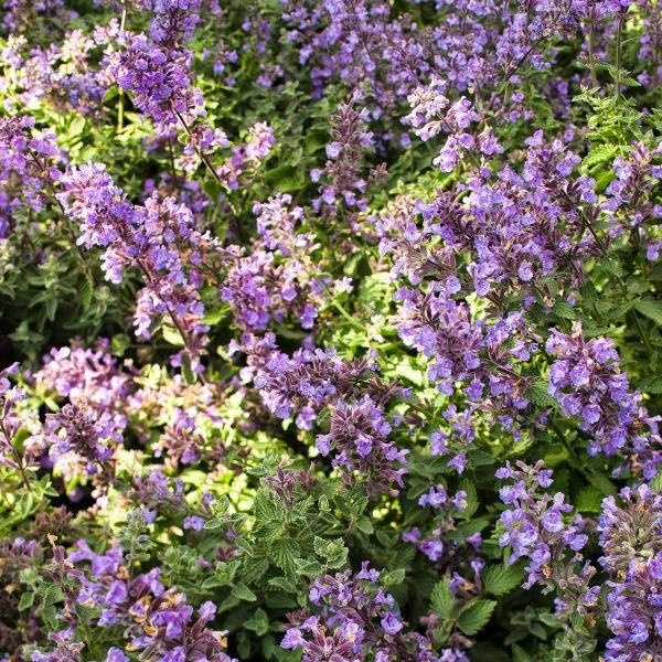 Proven Winners® ColorChoice® Cat's Meow Catmint - Perennial - Nature Hills Nursery - Quart Container - 