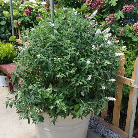 Miss Pearl Butterfly Bush