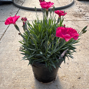 Proven Winners ColorChoice Paint the Town Magenta Dianthus plant with bright pink flowers and green
