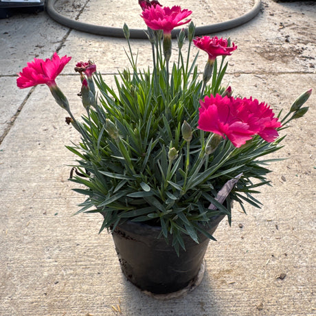 Proven Winners ColorChoice Paint the Town Magenta Dianthus plant with bright pink flowers and green