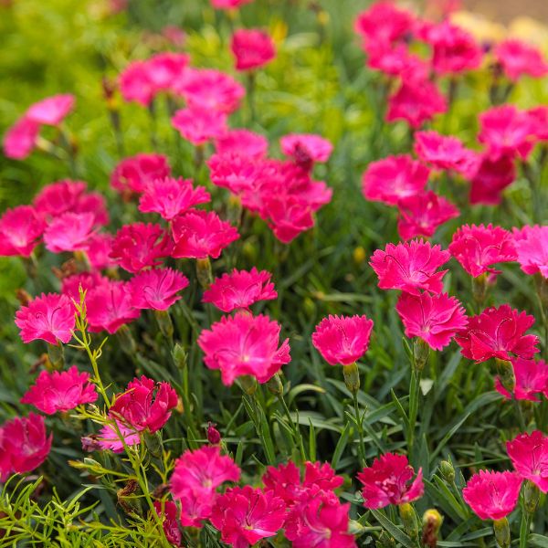 Proven Winners® ColorChoice® Paint The Town Magenta Dianthus
