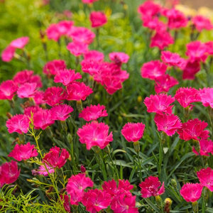 Proven Winners® ColorChoice® Paint The Town Magenta Dianthus