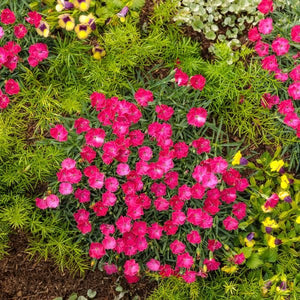 Proven Winners® ColorChoice® Paint The Town Magenta Dianthus