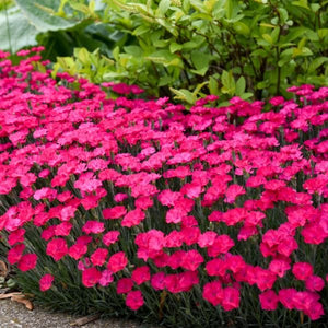 Proven Winners® ColorChoice® Paint The Town Magenta Dianthus