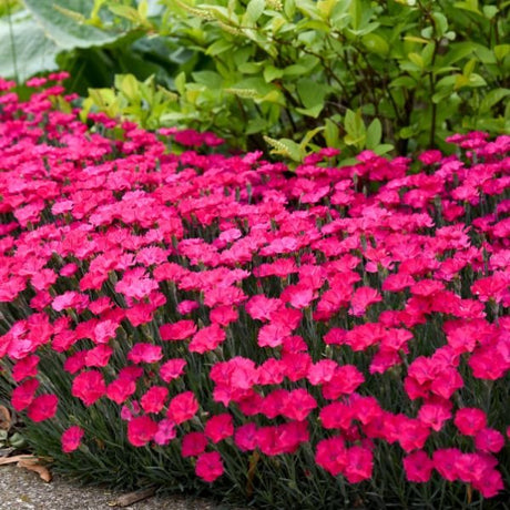 Proven Winners® ColorChoice® Paint The Town Magenta Dianthus