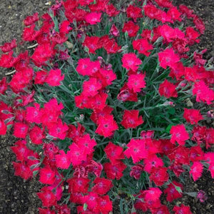 Proven Winners® ColorChoice® Paint The Town Magenta Dianthus