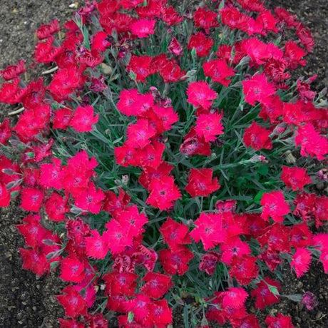 Proven Winners® ColorChoice® Paint The Town Magenta Dianthus