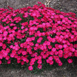 Dianthus Paint The Town Red
