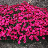Dianthus Paint The Town Red