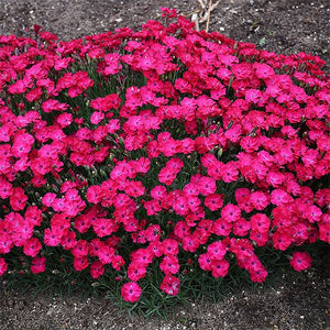 Dianthus Paint The Town Red