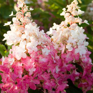 Proven Winners® ColorChoice® Pinky Winky® Panicle Hydrangea Tree Form - Nature Hills Nursery - #3 Container 3 - 4 Feet - 