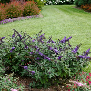 Pugster Blue&reg; Butterfly Bush