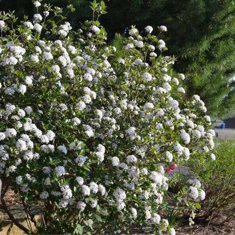 Proven Winners® ColorChoice® Sugar N' Spice™ Korean Spice Viburnum