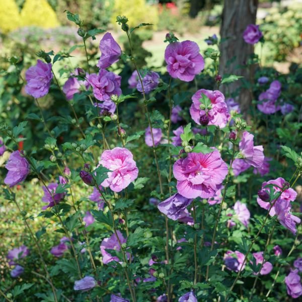 lavender rose of sharon tree Hibiscus | Chiffon Rose of Sharon | Dark Lavender