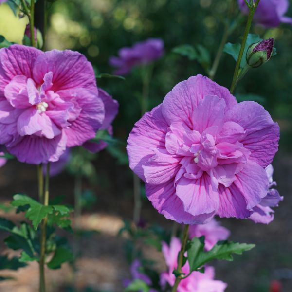 Dark Lavender Chiffon® Rose of Sharon | Buy at NatureHills.com