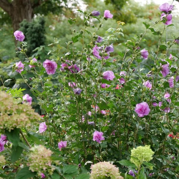 lavender chiffon rose of sharon tree Hibiscus | Chiffon Rose of Sharon | Dark Lavender