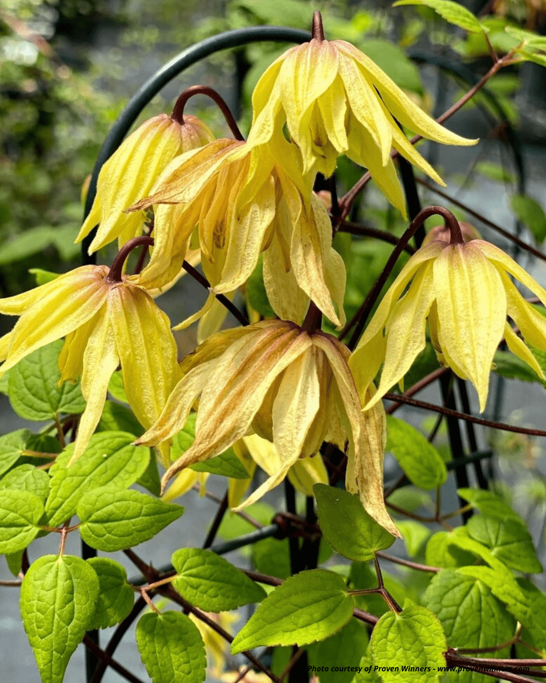 Proven Winners® Funyella® Clematis - Vine - Nature Hills Nursery - 1 Container - 