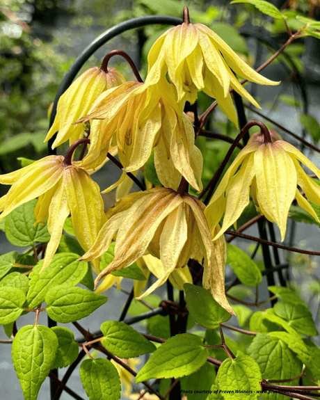 Proven Winners® Funyella® Clematis - Vine - Nature Hills Nursery - 1 Container - 