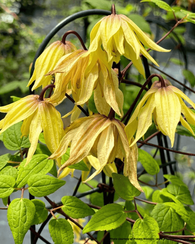 Proven Winners® Funyella® Clematis - Vine - Nature Hills Nursery - 1 Container - 