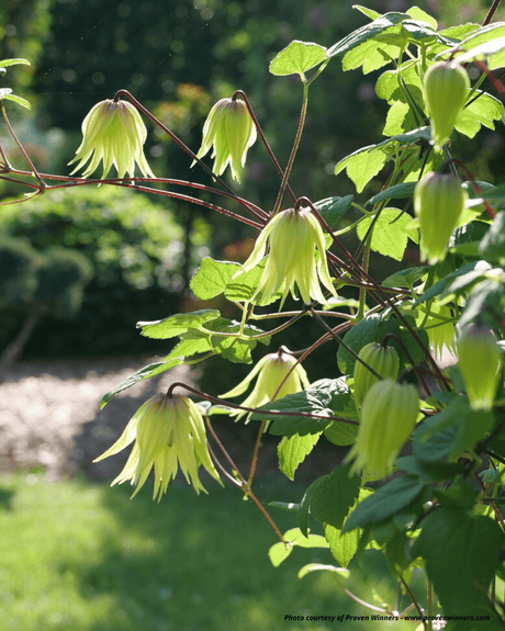 Proven Winners® Funyella® Clematis - Vine - Nature Hills Nursery - 1 Container - 