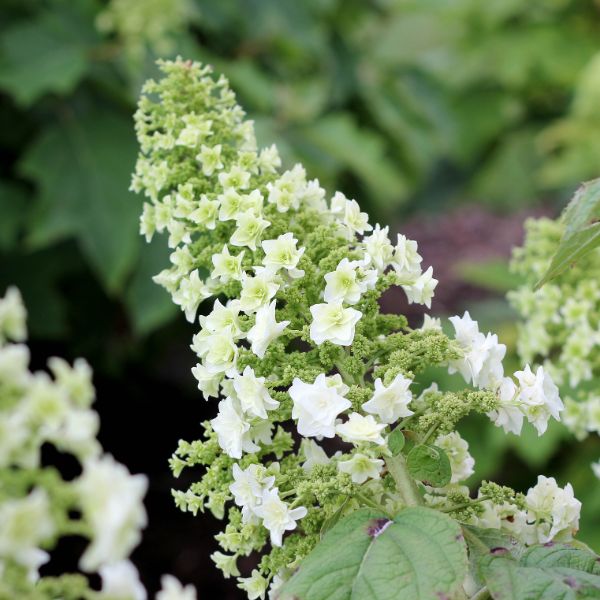 Gatsby Star® Oakleaf Hydrangea | Buy at NatureHills.com