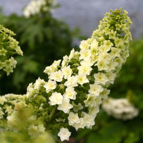 Gatsby Star® Oakleaf Hydrangea | Buy at NatureHills.com