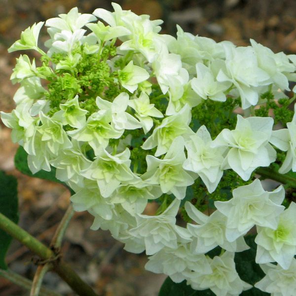秋山風三郎　旅愁　ダイヤモンドスクリーニング　IMAGE２７５×１７６ｍｍ Gatsby Star® Oakleaf Hydrangea | Buy at NatureHills.com