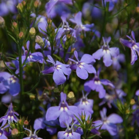 Laguna Sky Blue Lobelia