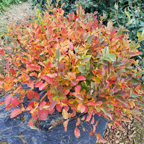 Proven Winners® Legend of the Small® Fothergilla - Bush - Nature Hills Nursery - 3 Container - 