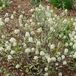 Proven Winners® Legend of the Small® Fothergilla - Bush - Nature Hills Nursery - 3 Container - 