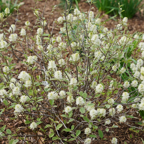 Proven Winners® Legend of the Small® Fothergilla - Bush - Nature Hills Nursery - 3 Container - 