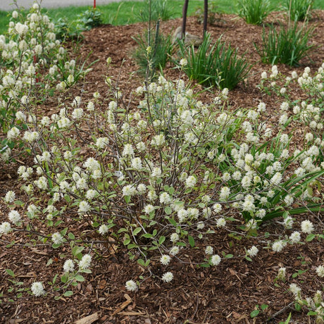 Proven Winners® Legend of the Small® Fothergilla - Bush - Nature Hills Nursery - 3 Container - 