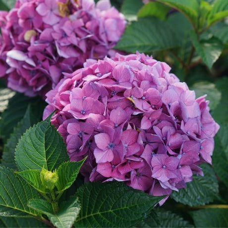 Proven Winners® Let's Dance Lovable® Bigleaf Hydrangea