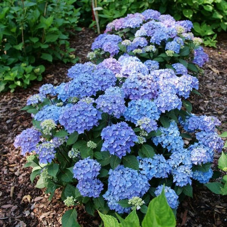 Proven Winners® Let's Dance Lovable® Bigleaf Hydrangea