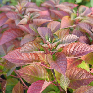 Proven Winners® Let's Dance Lovable® Bigleaf Hydrangea