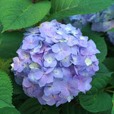 Proven Winners&reg; Let's Dance&reg; Sky View&reg; Mountain Hydrangea