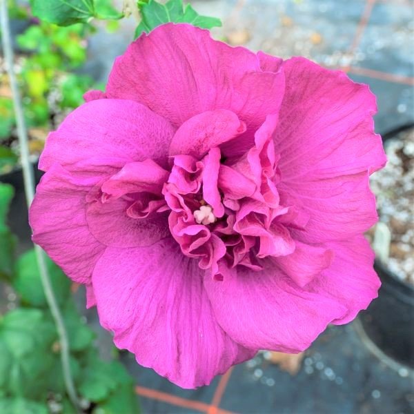 Proven Winners® Magenta Chiffon&reg; Rose of Sharon Shrub - Nature Hills Nursery - #3 Container - 
