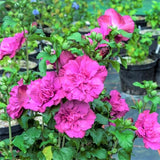 Proven Winners® Magenta Chiffon&reg; Rose of Sharon Shrub - Nature Hills Nursery - #3 Container - 