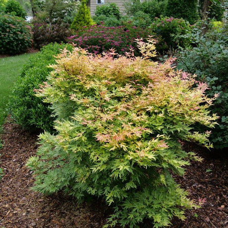 Proven Winners® Metamorphosa® Japanese Maple - Tree - Nature Hills Nursery - 3 Container - 