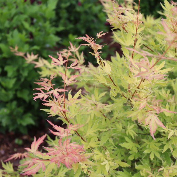 Proven Winners® Metamorphosa® Japanese Maple - Tree - Nature Hills Nursery - 3 Container - 