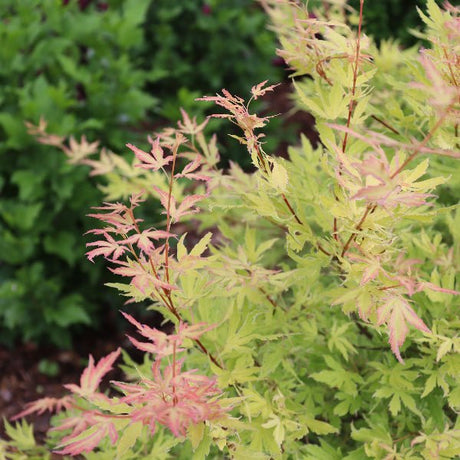 Proven Winners® Metamorphosa® Japanese Maple - Tree - Nature Hills Nursery - 3 Container - 