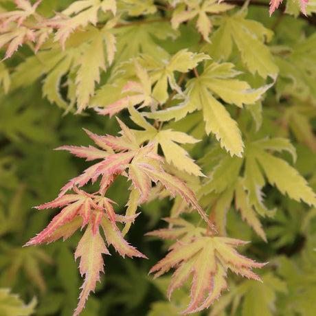 Proven Winners® Metamorphosa® Japanese Maple - Tree - Nature Hills Nursery - 3 Container - 