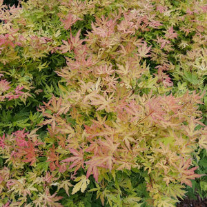 Proven Winners® Metamorphosa® Japanese Maple - Tree - Nature Hills Nursery - 3 Container - 