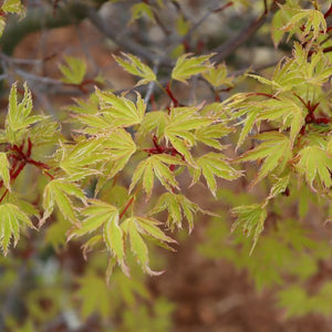 Proven Winners® Metamorphosa® Japanese Maple - Tree - Nature Hills Nursery - 3 Container - 