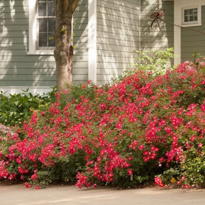 Oso Easy&reg; Cherry Pie Rose