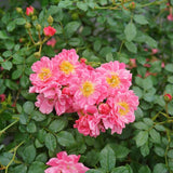 Proven Winners® Oso Easy® Double Pink Shrub Rose - Nature Hills Nursery - #2 Container - 