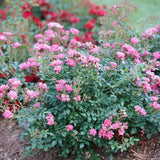 Proven Winners® Oso Easy® Double Pink Shrub Rose - Nature Hills Nursery - #2 Container - 
